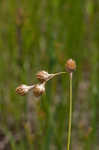 Ozark sedge